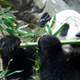 Image for article titled How Do Red And Giant Pandas Coexist? The Secret Is In Their Skulls.
